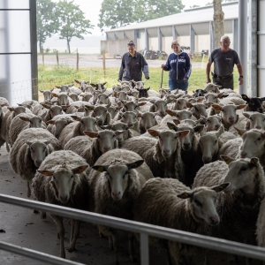 Equipe ovine